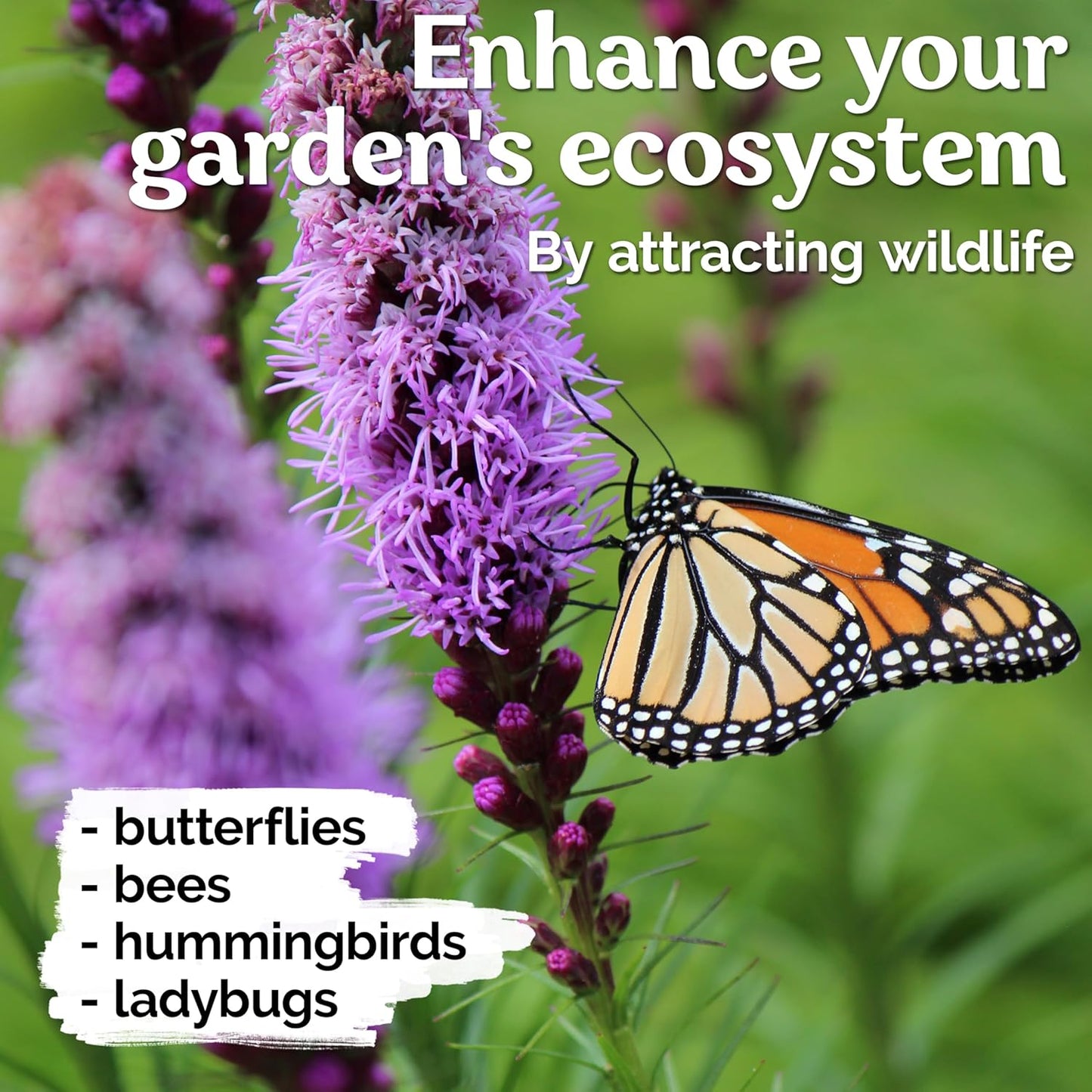 KVITER Blazing Star Flower Seeds - Heirloom Non-GMO Gayfeather Pollinator Mix | 200 Perennial Seeds for Native Landscapes