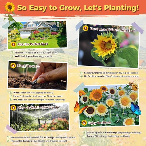Giant Mammoth Sunflower Seeds - 3000+ Heirloom Seeds for Home Garden | High Germination & Pollinator Friendly