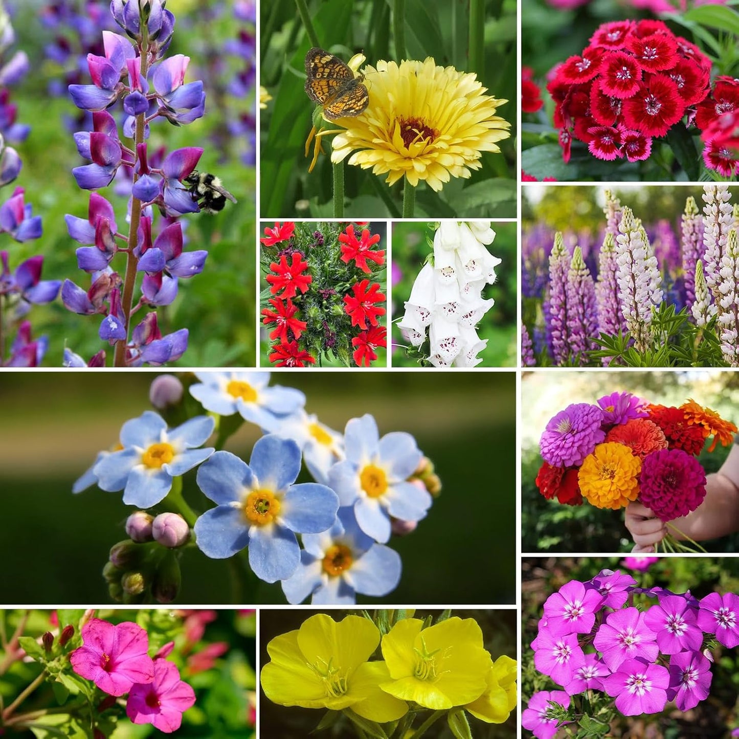 Wildflower Seeds | Hummingbird & Butterfly Mix - 24 Varieties, 1 Ounce, No Filler, Resealable Package