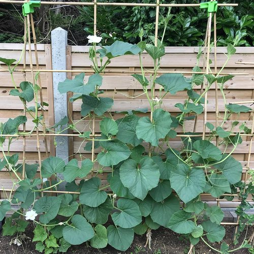 HAINANSTRY 3FT Bamboo Plant Stakes - 25Pcs Sturdy Support for Indoor/Outdoor Climbing Plants