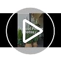Crasraye 4FT Artificial Cattail Tall Grass Plant 2 Pack, Purple & Green Faux Reed Grass Decor