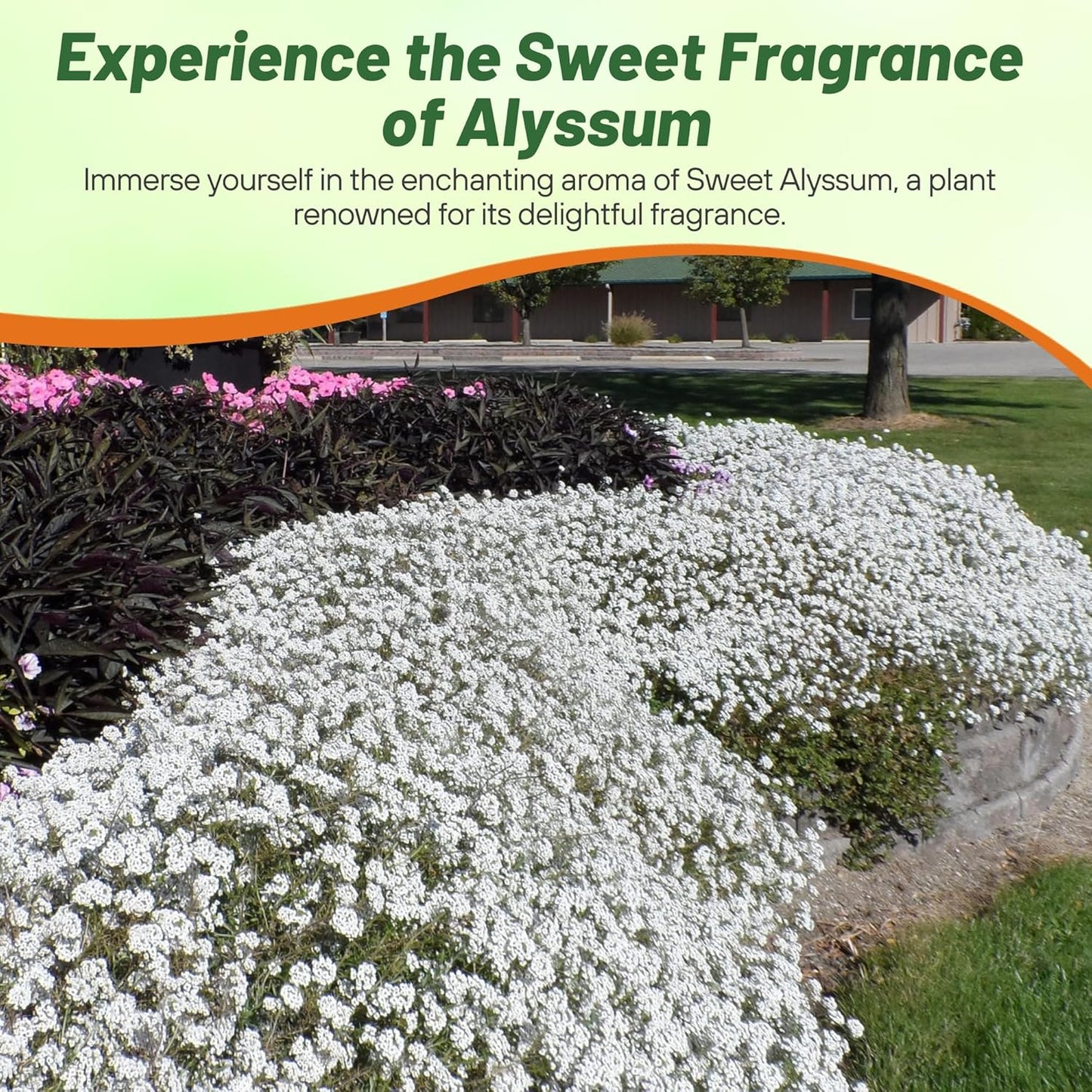 Outsidepride Perennial Sweet Alyssum Seeds - 5,000 White Lobularia Maritima for Pollinator Gardens | Drought-Tolerant & Easy to Grow in USDA Zones 7-9