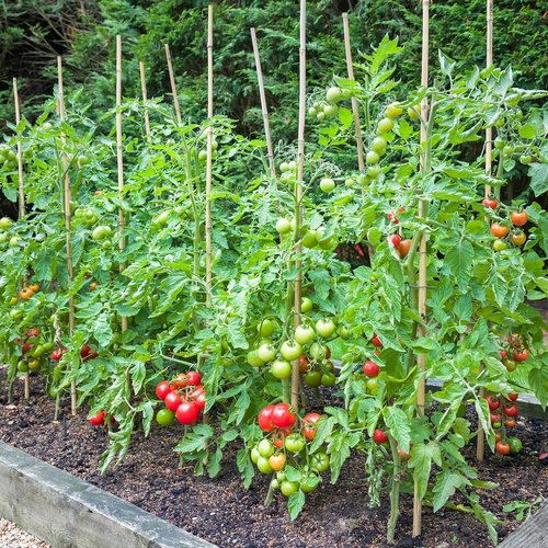 BOVITRO Bamboo Garden Stakes - 3FT Natural Plant Support for Tomatoes, Beans & Climbing Plants | 25 Pcs