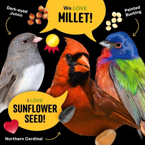 Cool Birds Wild Bird Seed - 10 lb Classic Blend with Black Oil Sunflower & Peanuts | Balanced Outdoor Bird Food