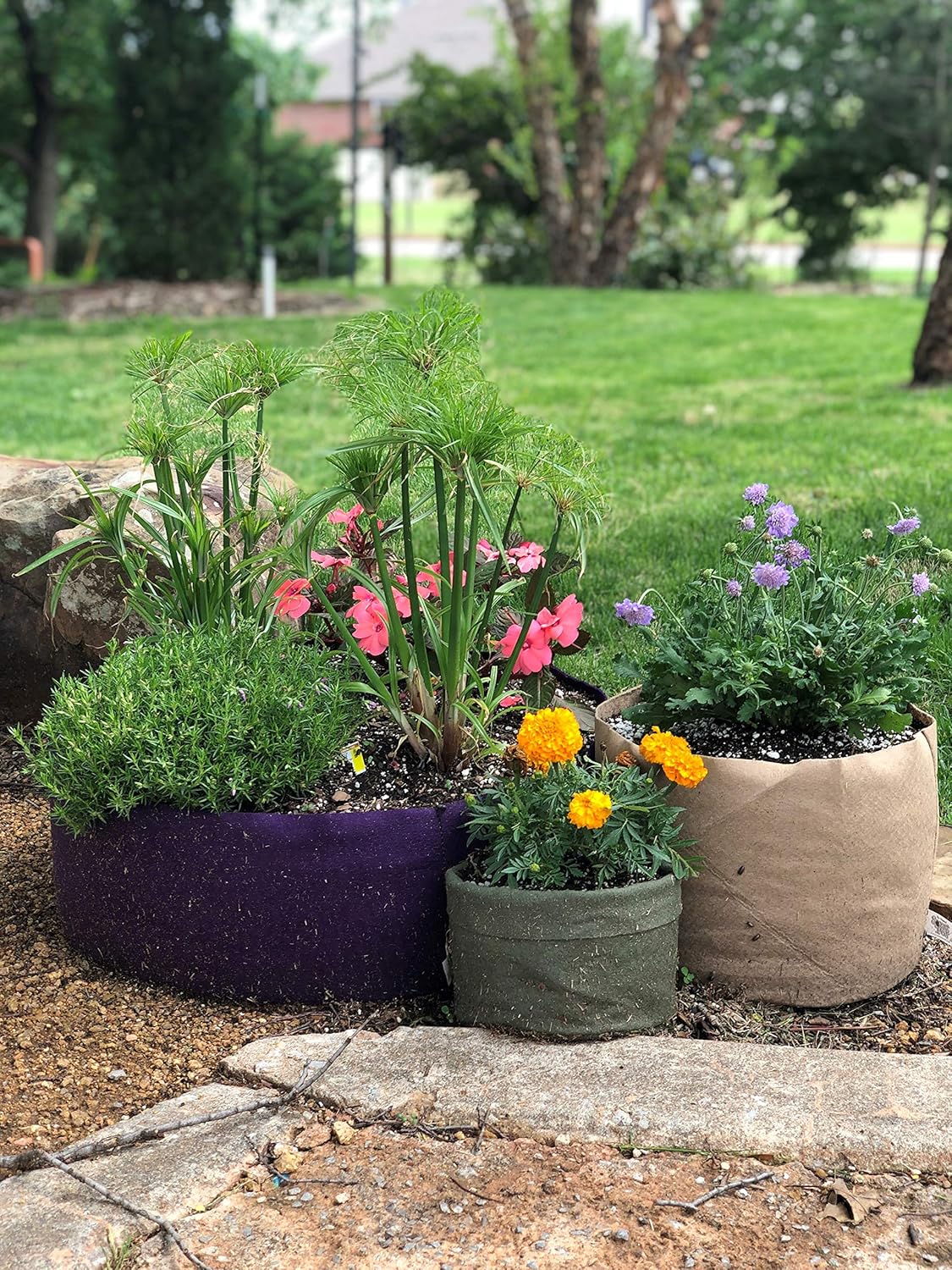 Smart Pots 1-Gallon Soft-Sided Container | Durable Black Gardening Pot for Healthy Plants