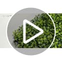 60x120 Inch Artificial Boxwood Panel Roll - 50 sqft Greenery Backdrop for Indoor & Outdoor Use