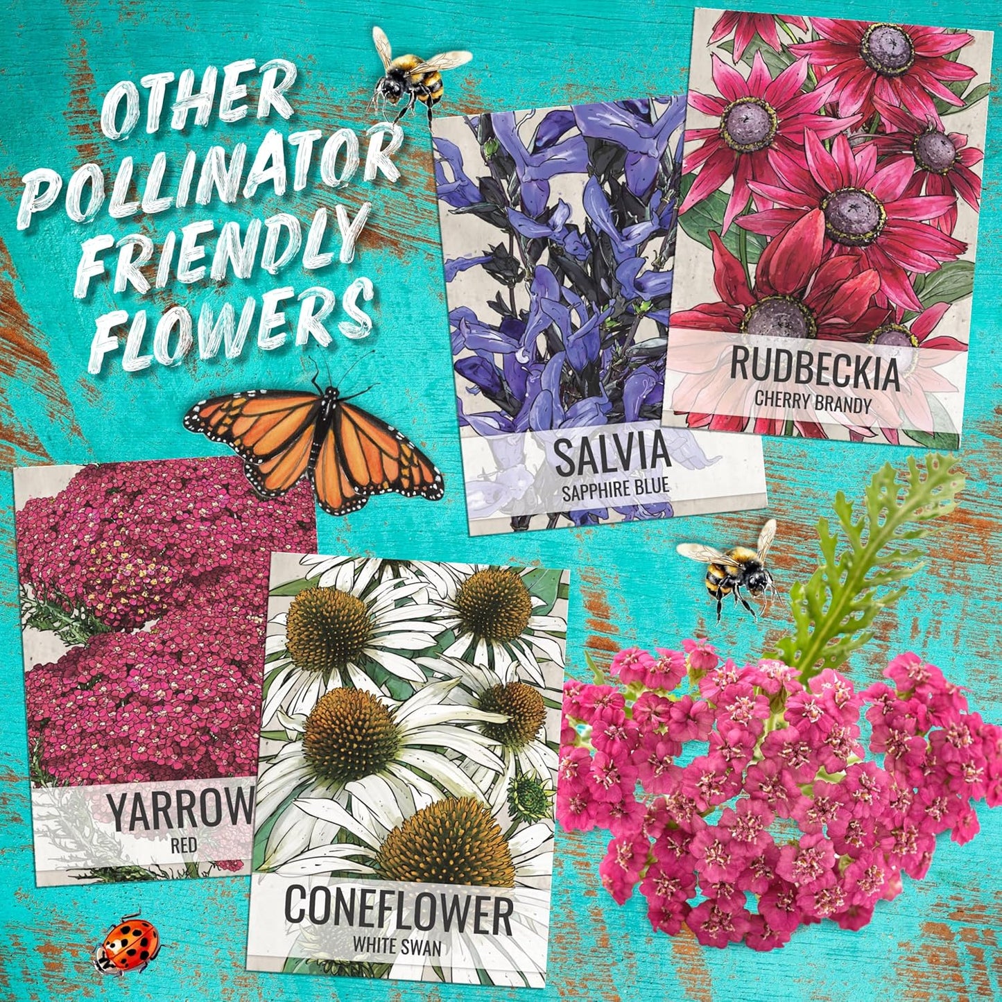 Seed Needs Coneflower Seeds - Purple Echinacea Heirloom Perennial Medicinal Flower - Ideal for Butterfly Gardens (1 Pack)