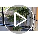 5FT Artificial Ficus Tree in White Planter with Moss & Pebbles - Realistic Home Decor