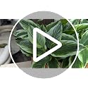 Green 12-Pack Artificial Hostas for Outdoor Planters - Realistic Faux Plants
