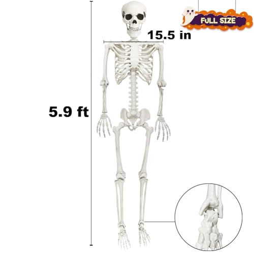 5.9FT Life Size Skeleton with Movable Joints - Halloween Full Body Decor, 1 Pack