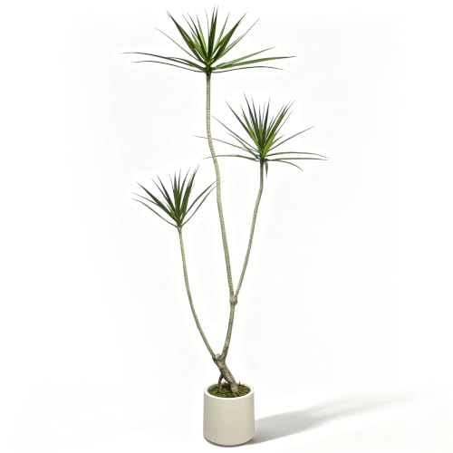 6ft Dracaena Marginata Artificial Tree - 3-Head Faux Dragon Tree with Realistic Leaves & Natural Twisted Trunk - Variation of 6ft 1in