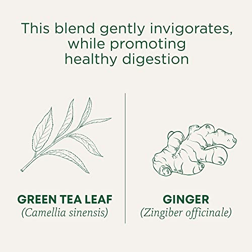Organic Green Tea with Ginger Pack of 6 - 96 Tea Bags Each - Invigorating & Digestive Support