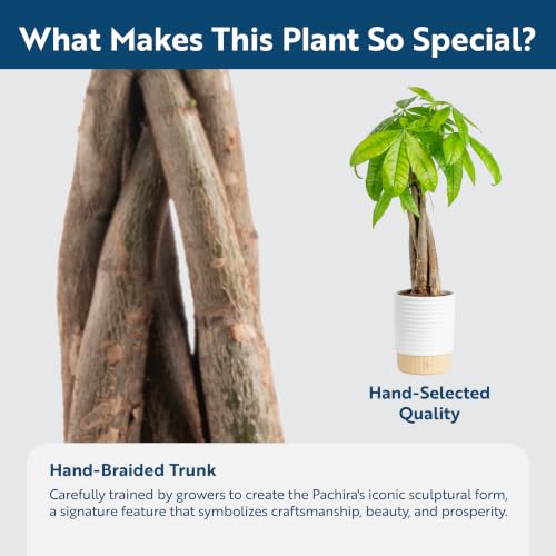 Medium Indoor Money Tree Plant in Decorative Pot - Easy Care Pet Safe Feng Shui