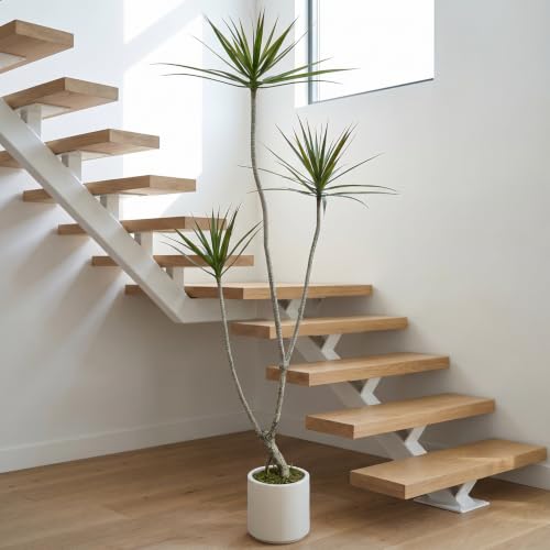 6ft Dracaena Marginata Artificial Tree - 3-Head Faux Dragon Tree with Realistic Leaves & Natural Twisted Trunk - Variation of 6ft 1in