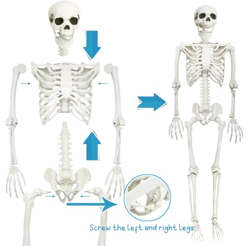 5.9FT Life Size Skeleton with Movable Joints - Halloween Full Body Decor, 1 Pack