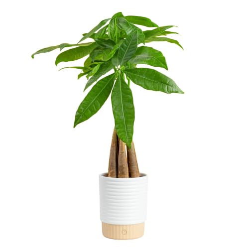 Medium Indoor Money Tree Plant in Decorative Pot - Easy Care Pet Safe Feng Shui