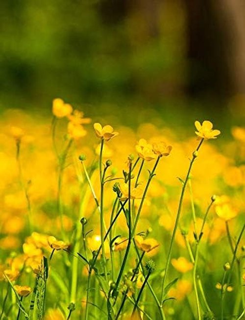 Isla’s Garden Seeds Western Buttercup Seeds - 250+ Non-GMO Heirloom Seeds for Pollinator Gardens