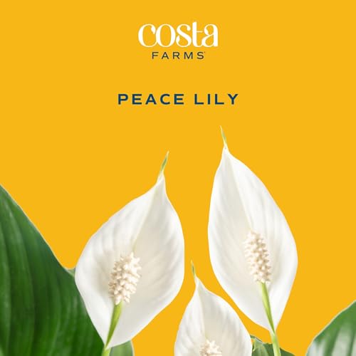 Large Indoor Peace Lily Plant - 2-3 Feet Tall with Decorative Pot, Air Purifying, White Flowers