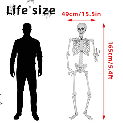 5.4Ft Halloween Skeleton with Movable Joints Life Size Human Bones Indoor Outdoor Decor