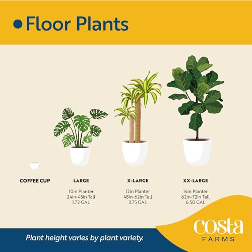Large Snake Plant in Decorative Pot - Indoor Air Purifying Plant, Low Light, Easy Care
