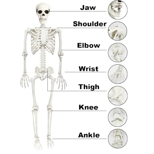 5.9FT Life Size Skeleton with Movable Joints - Halloween Full Body Decor, 1 Pack