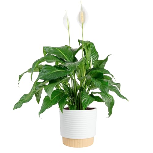 Large Indoor Peace Lily Plant - 2-3 Feet Tall with Decorative Pot, Air Purifying, White Flowers