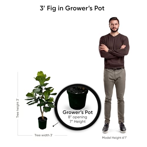 3ft Artificial Fiddle Leaf Fig Tree - Green, Handcrafted Indoor Plant - Variation of THIS listing