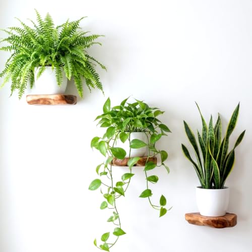 WELLAND Cedar Wood Floating Plant Shelves, Set of 3