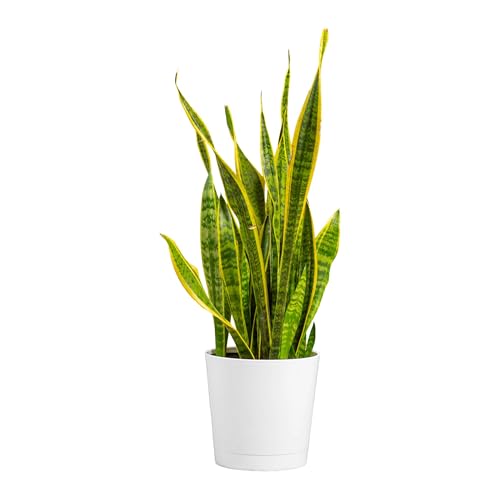 Large Snake Plant in Decorative Pot - Indoor Air Purifying Plant, Low Light, Easy Care