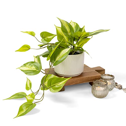 Artificial Pothos Plant with Ceramic Pot - Green Faux Trailing Ivy for Shelves
