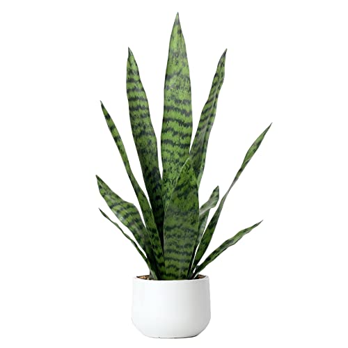 Bird Fiy Faux Snake Plant 22.5 Inches with White Pot - Artificial Indoor & Outdoor Decor