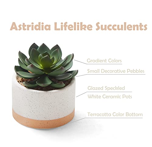 ASTRIDIA Artificial Succulent Plants Set of 3 in Burlywood Ceramic Pots