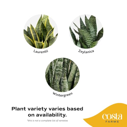 Large Snake Plant in Decorative Pot - Indoor Air Purifying Plant, Low Light, Easy Care