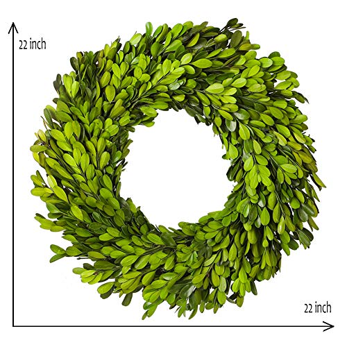 Boxwood Wreath X-Large 22 Inch Preserved Natural Green Home Decor Stay Fresh
