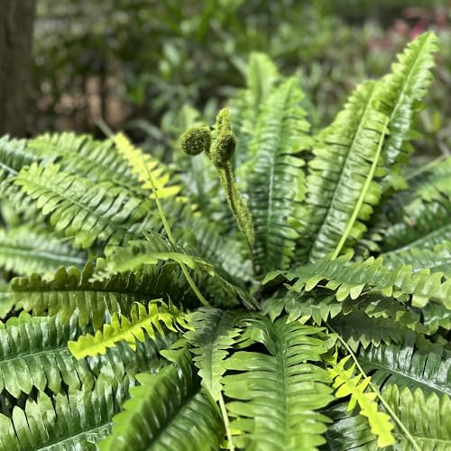 Large Artificial Ferns for Outdoors & Indoors - 45 Inch Fake Ferns with 55 Fronds