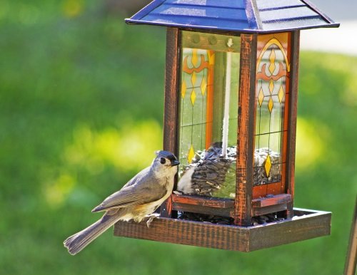 Wild Bird Food Black Oil Sunflower Seeds 25lb Bag - Attracts Songbirds