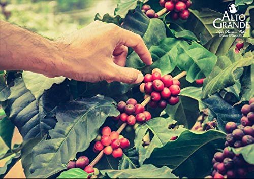 Premium Whole Bean Coffee - Medium-Dark Roast 2lb Pack of 2