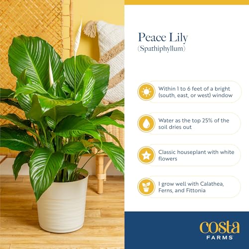 Large Indoor Peace Lily Plant - 2-3 Feet Tall with Decorative Pot, Air Purifying, White Flowers