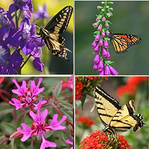 Perennial Wildflower Seeds - 100,000 Non-GMO Seeds for Hummingbird & Butterfly Gardens | 25 Varieties