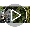 Bird Bath Outdoor Pedestal with Antique Bronze Finish - Durable Polyresin