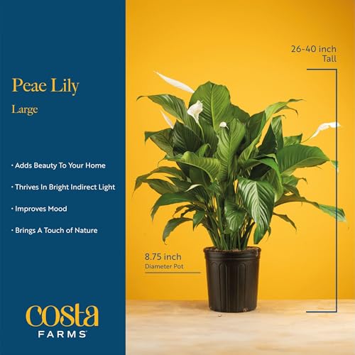 Large Indoor Peace Lily Plant - 2-3 Feet Tall with Decorative Pot, Air Purifying, White Flowers