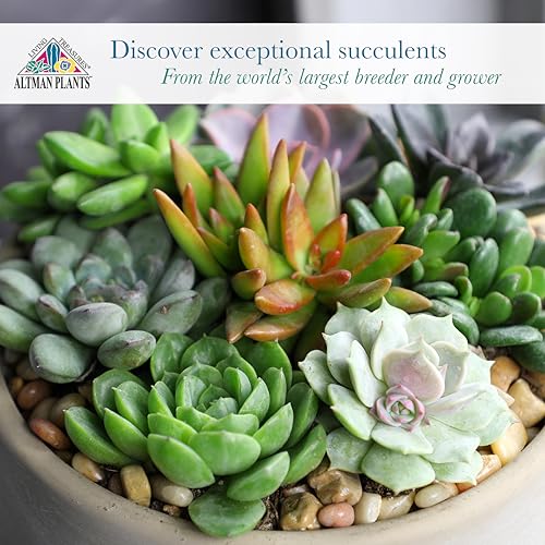 Altman Plants 50-Pack Premium Succulent Plants - 5 Varieties in 2-Inch Pots, Assorted Colors & Shapes