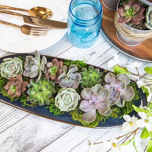 Altman Plants 50-Pack Premium Succulent Plants - 5 Varieties in 2-Inch Pots, Assorted Colors & Shapes