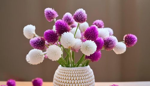 Globe Amaranth Seeds - 100pcs Mixed Colors | Heirloom Gomphrena Globosa Flower Seeds