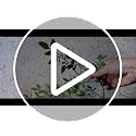 Artificial Nandina Branches - 4 Pieces, 43.3 Inches for Vase & Home Decor - Green Faux Plants
