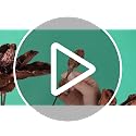 Brown Christmas Velvet Magnolia Flowers Picks 33 Inch Set of 3
