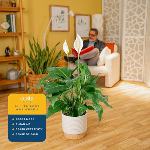 Large Indoor Peace Lily Plant - 2-3 Feet Tall with Decorative Pot, Air Purifying, White Flowers