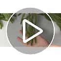 6 FT Artificial Norfolk Pine Garland - 4 Pack Holiday Decor, Faux Christmas Wreaths