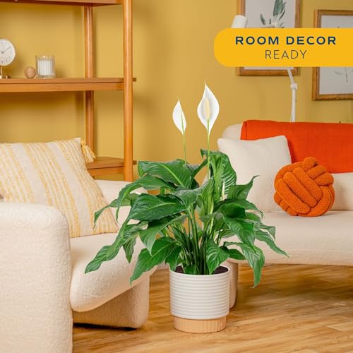 Large Indoor Peace Lily Plant - 2-3 Feet Tall with Decorative Pot, Air Purifying, White Flowers