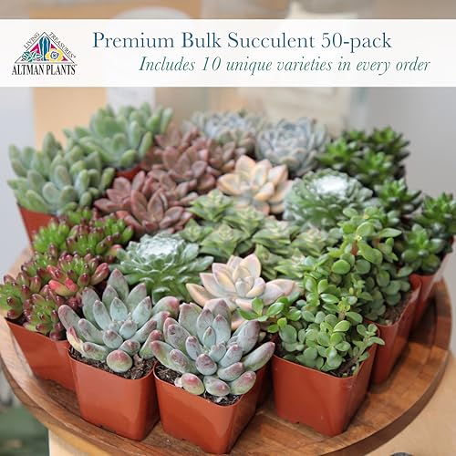 Altman Plants 50-Pack Premium Succulent Plants - 5 Varieties in 2-Inch Pots, Assorted Colors & Shapes